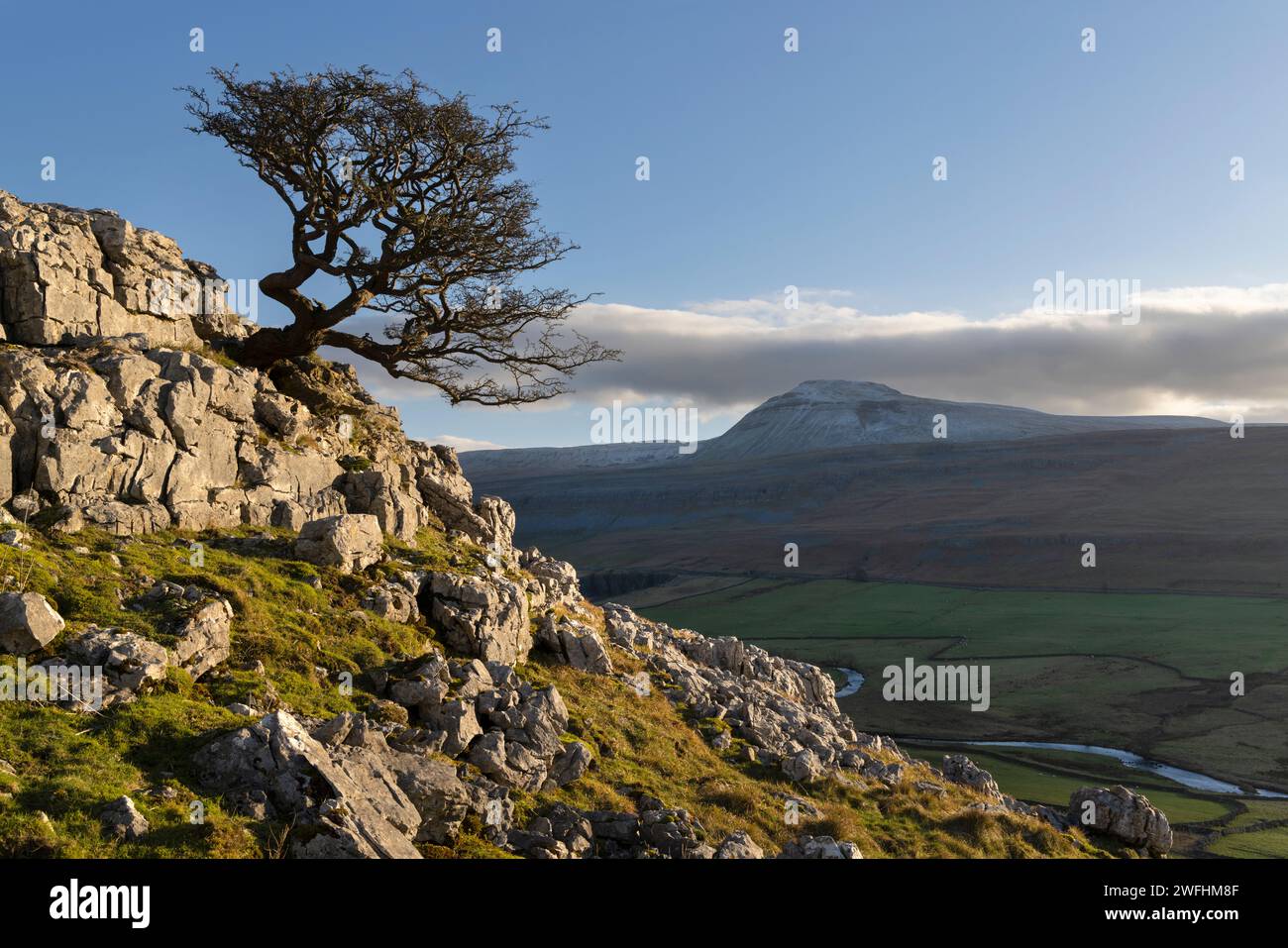 Lone Hawthorn Tree am Twisleton Scar End, oberhalb von Ingleton, Yorkshire Dales, North Yorkshire, Großbritannien Stockfoto