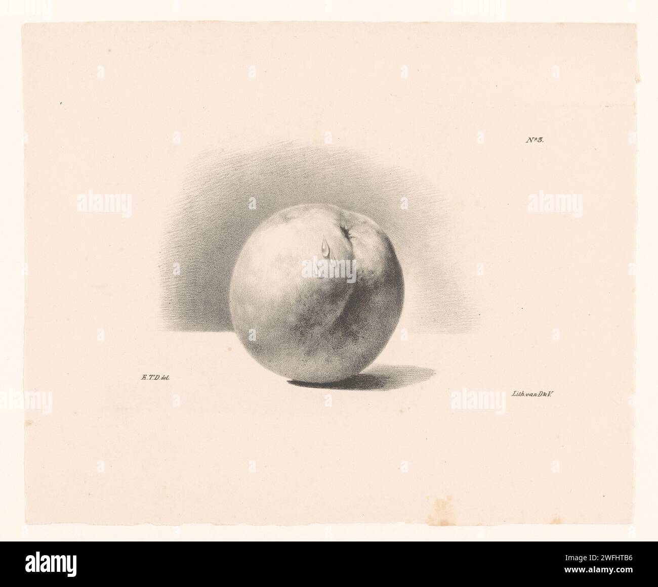 PERZIC, ELISE DA DRÜBEN DAIWAIL, 1824 - 1881 Druck, da sind drei Tropfen auf dem Pfirsich. Oben rechts nummeriert: 'Nr. 3'. Der Ausdruck ist Teil eines Deckblatts mit sechs Abzügen. Amsterdamer Papierfrüchte: Pfirsich Stockfoto