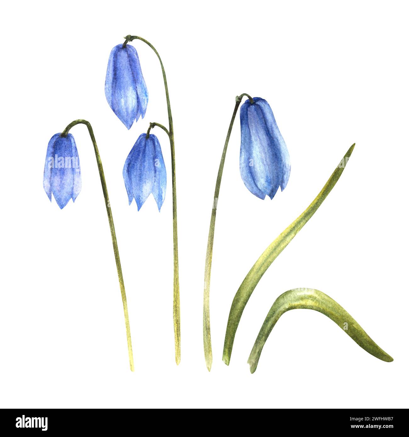 Frühjahrspflanze, Squills, Frühlings-scilla-blaue Blumen, Schneeglöckchen. Primärblumen Clipart. Handgezeichnete Illustration für Postkarten, Hochzeiten Stockfoto