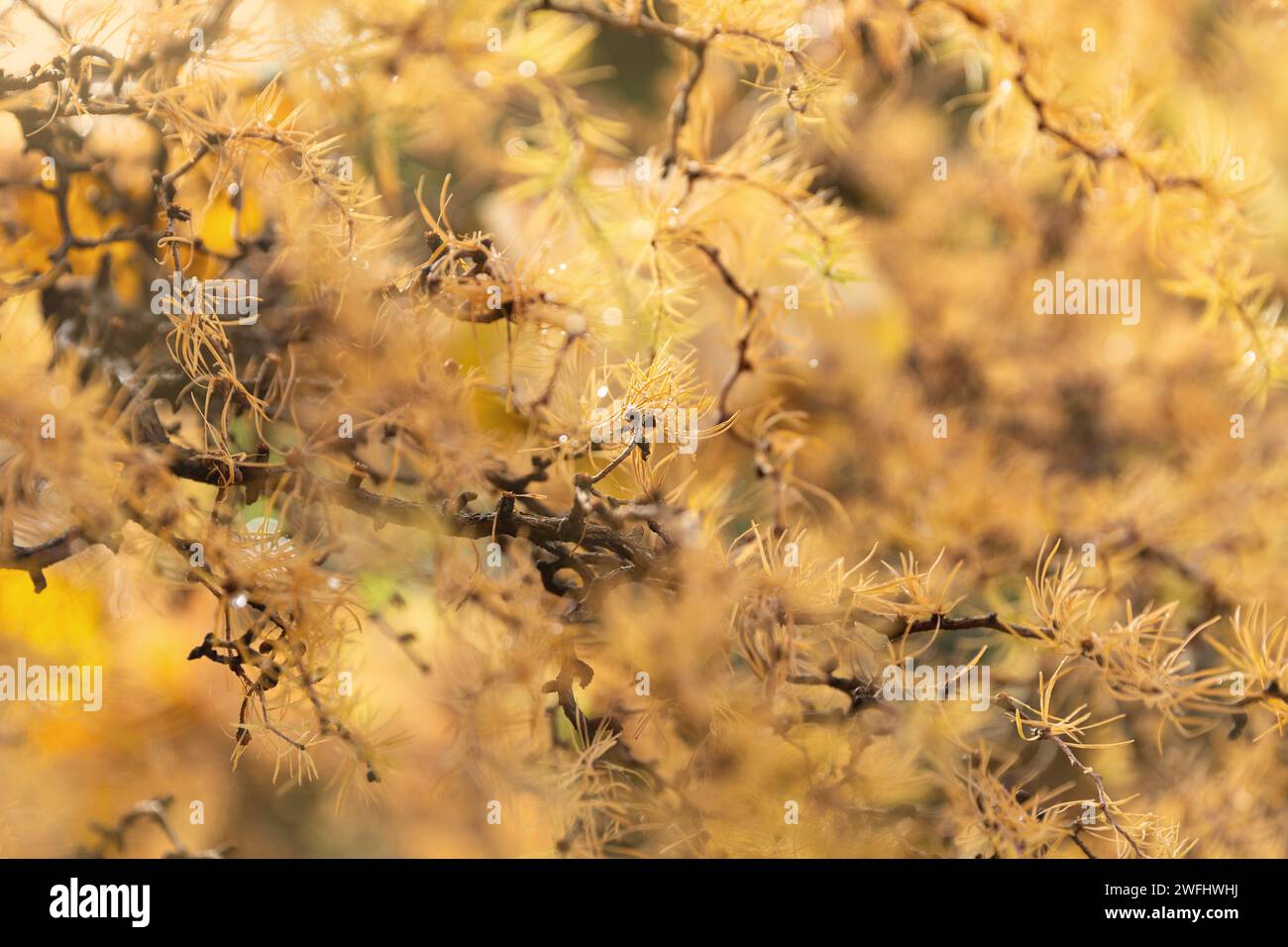 Herbstlicher Hintergrund, orange und gelbe Lärchenäste Stockfoto