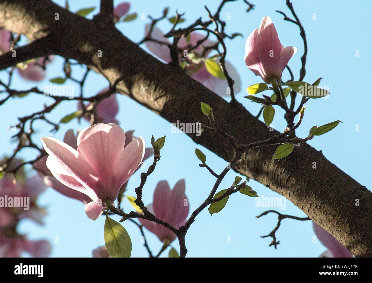 Tiefwinkelaufnahmen von Ästen eines Magnolienbaums in Blüte mit rosa Blüten, vor hellblauem Himmel. Stockfoto