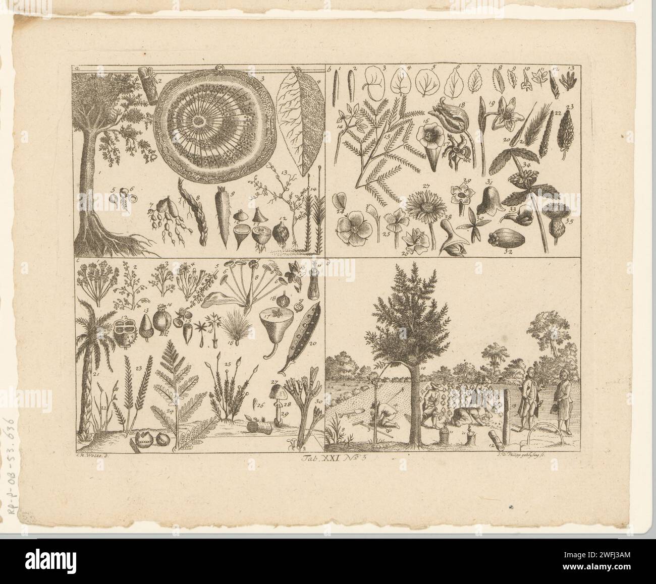 Enzyklopädische Darstellung von Pflanzen, Johanna Dorothea sysang, nach Christian Heinrich Wolke, 1774 Druckpapierätzpflanzen; Vegetation. Gartenbau, Gemüsekultur, Gartenbau Stockfoto