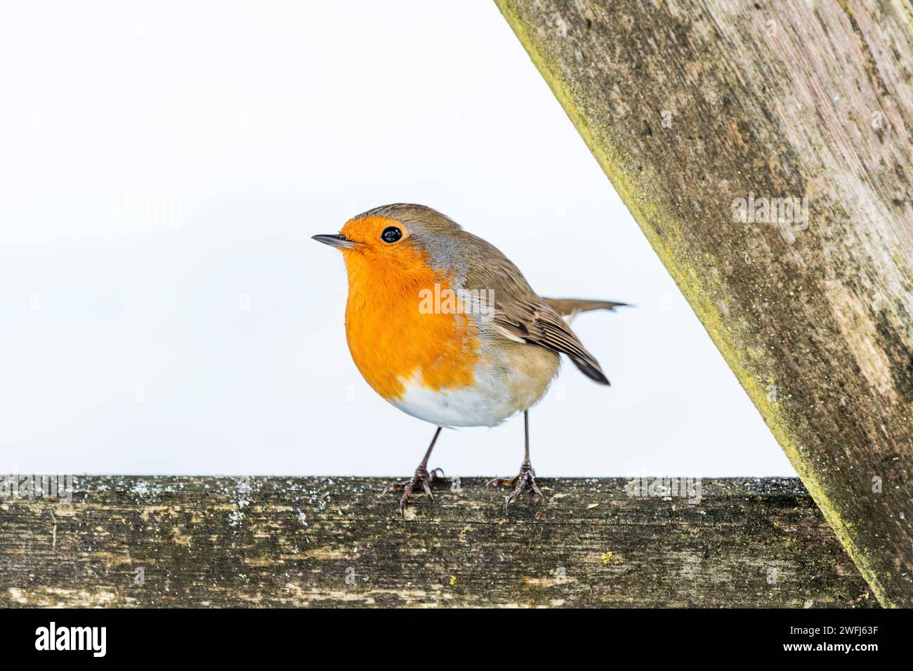 Europäisches Rotkehlchen auf Holz vor weißem Hintergrund Stockfoto