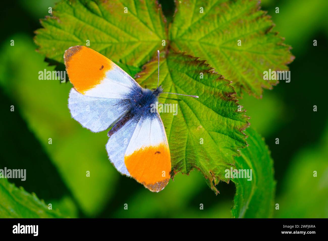 Anthocharis cardamine Orange Spitze männliche Schmetterling ruht im Sonnenlicht Draufsicht mit geöffneten Flügeln. Stockfoto