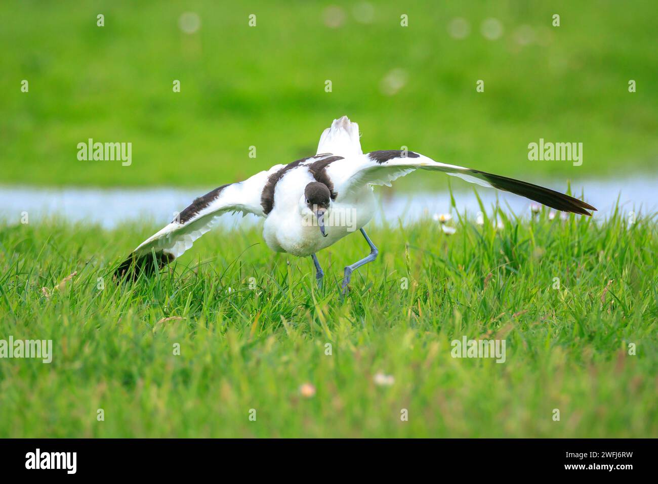 Nahaufnahme eines Rattenavocet, Recurvirostra avosetta, Paarung auf einem Feld Stockfoto