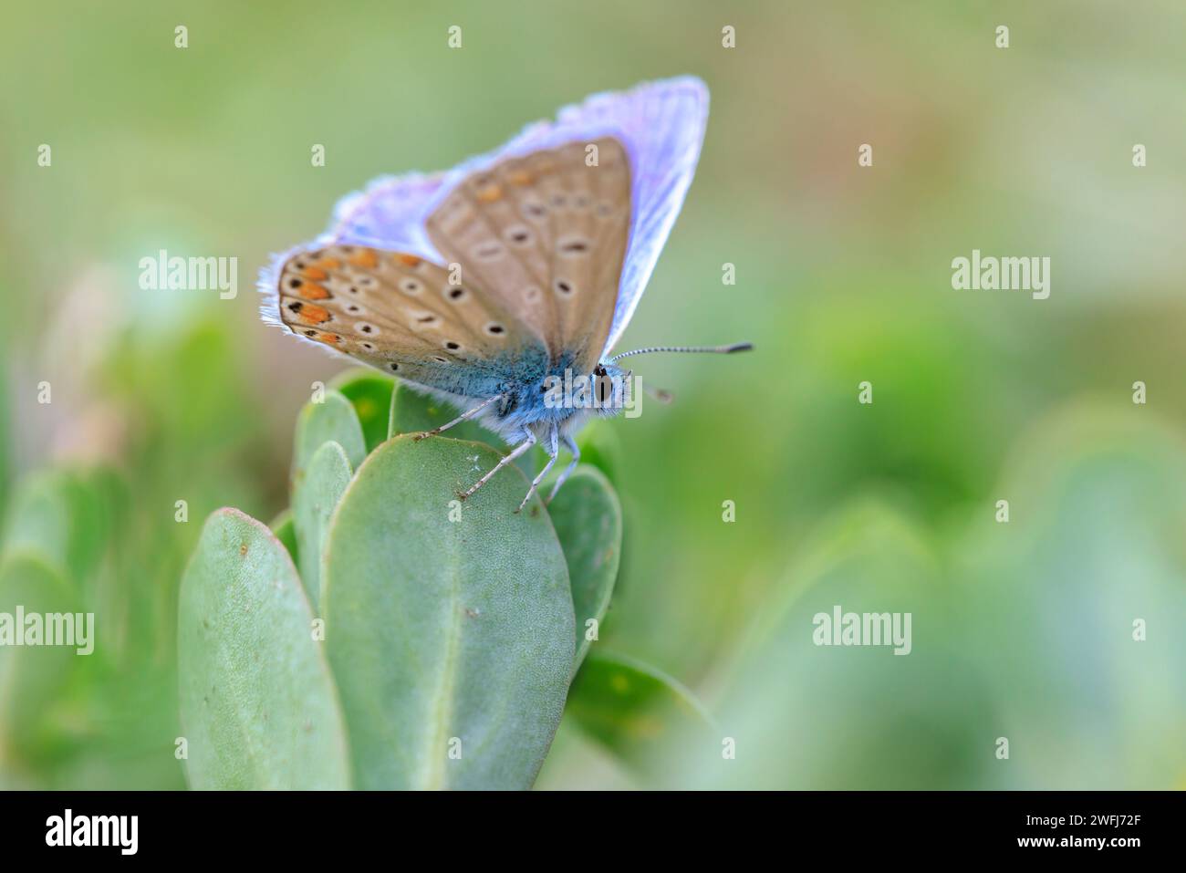 Am frühen Morgen Blauer Schmetterling, Polyommatus icarus, bestäubt auf einer Blume auf einer Wiese unter hellem Sonnenlicht. Stockfoto
