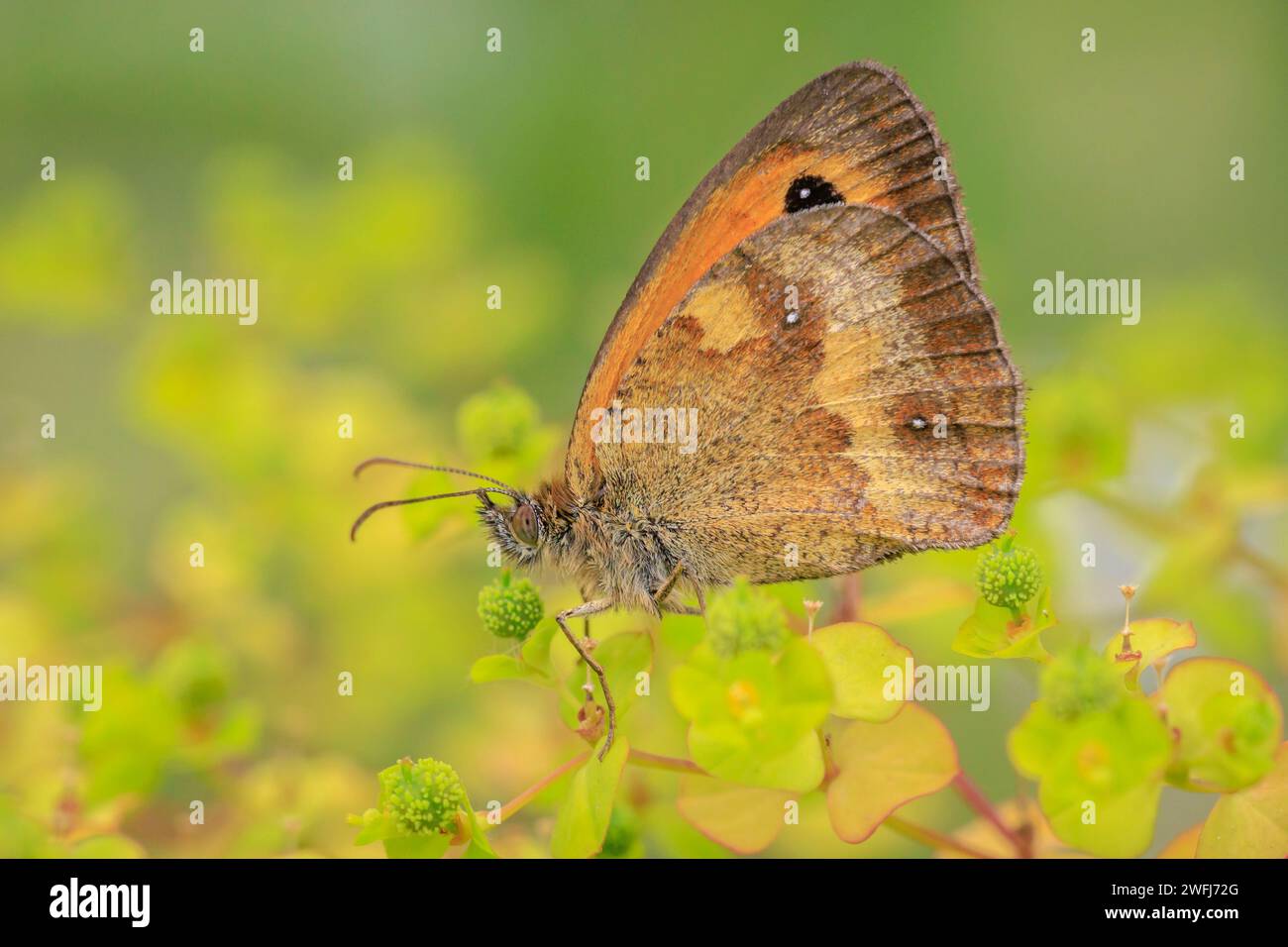 Der Torhüter Schmetterling Pyronia tithonus, der auf grüner Vegetation ruht Stockfoto