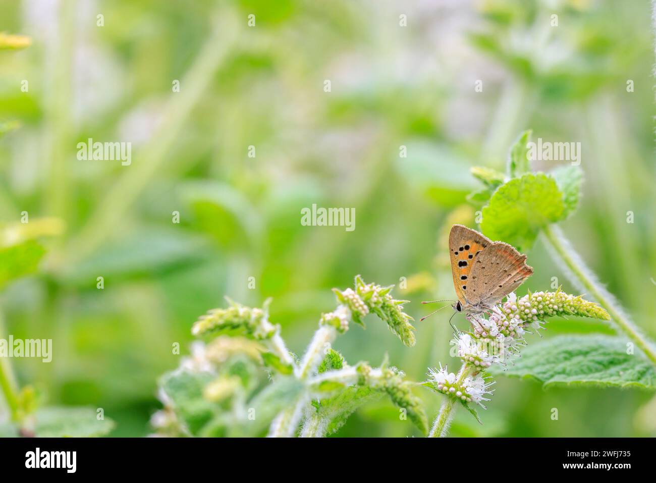 Nahaufnahme eines kleinen oder gemeinsamen Kupfer Schmetterling Stockfoto