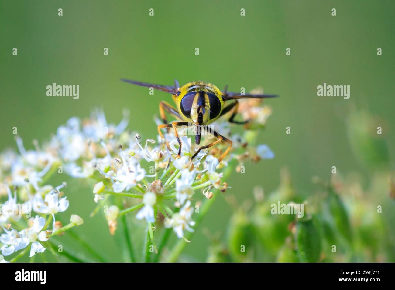 Nahaufnahme von Batman hoverfly, Myathropa florea, Bestäubung auf weißen Blumen. Stockfoto