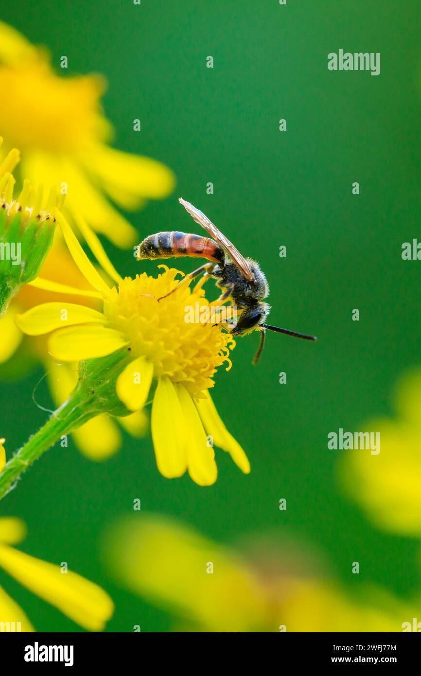 Nahaufnahme eines Lasioglossum calceatum, einer paläarktischen Schweißbienenart, die auf einer gelben Blume bestäubt. Stockfoto