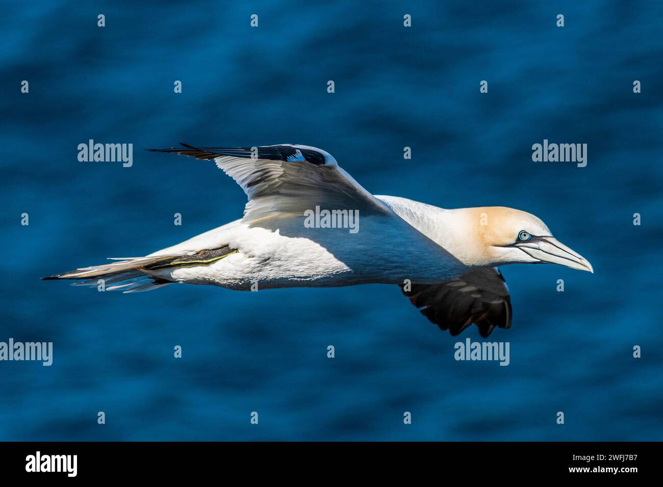 Nistgannets, Truppenkopf, Banff, Schottland Stockfoto