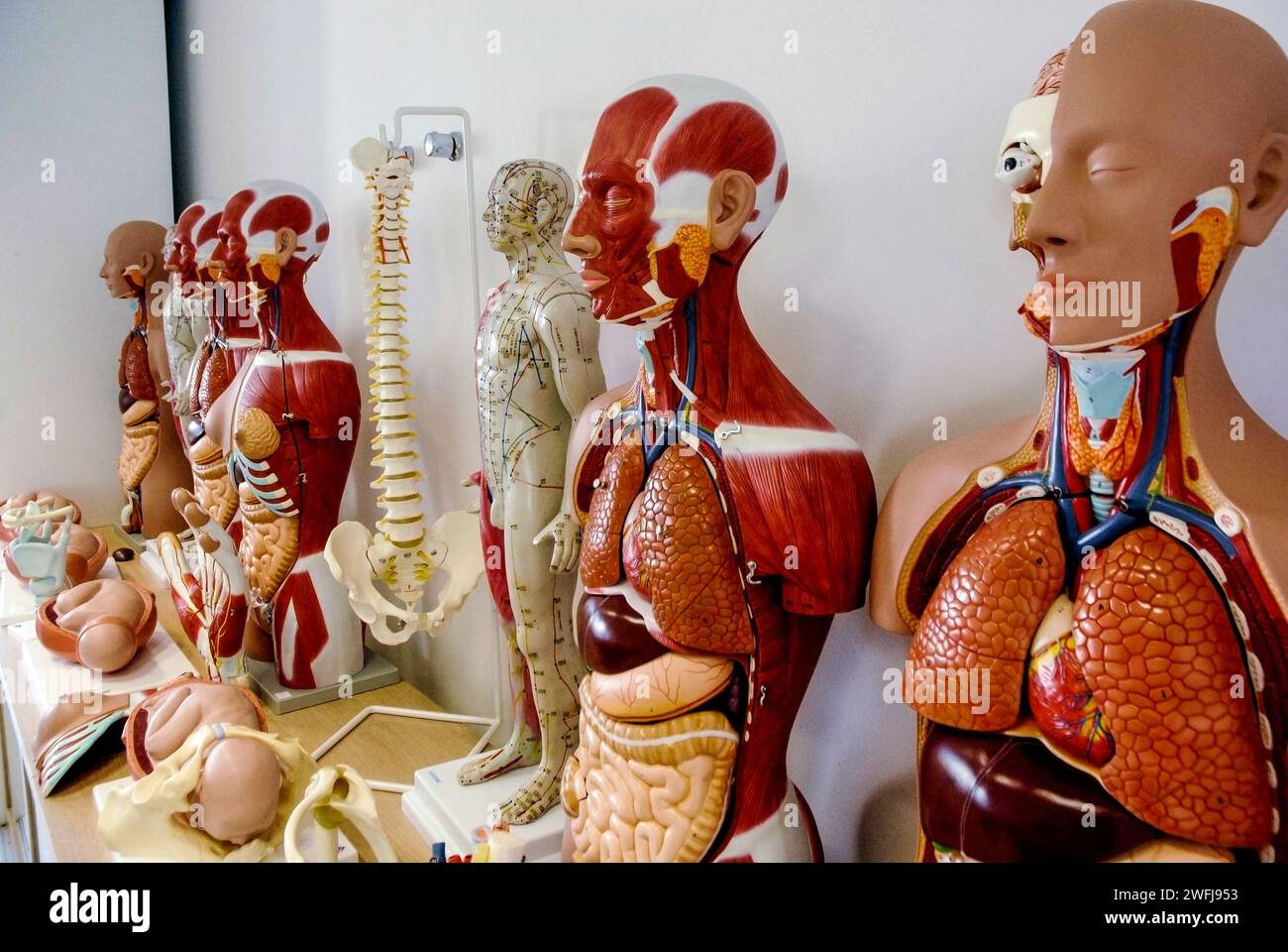 Menschliches anatomisches Schaupuppe. Stockfoto