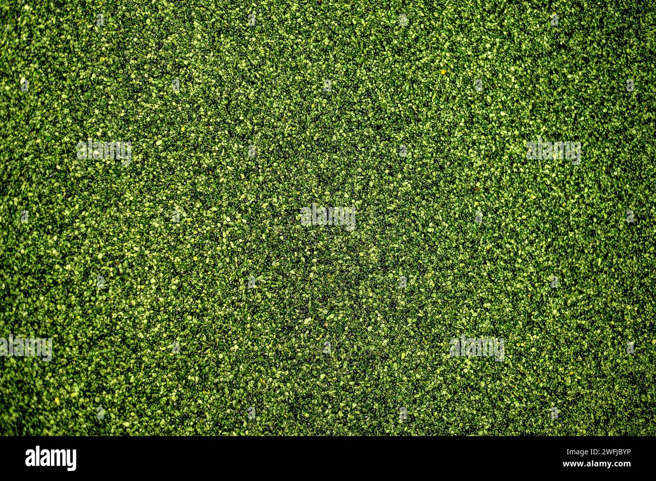 Kleines grünes Gras auf einem weiten Feld Stockfoto