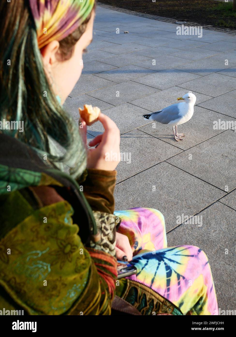 Gierige Möwenpest belästigt eine Person, die draußen einen Snack isst. Exmouth, Devon, Großbritannien Stockfoto