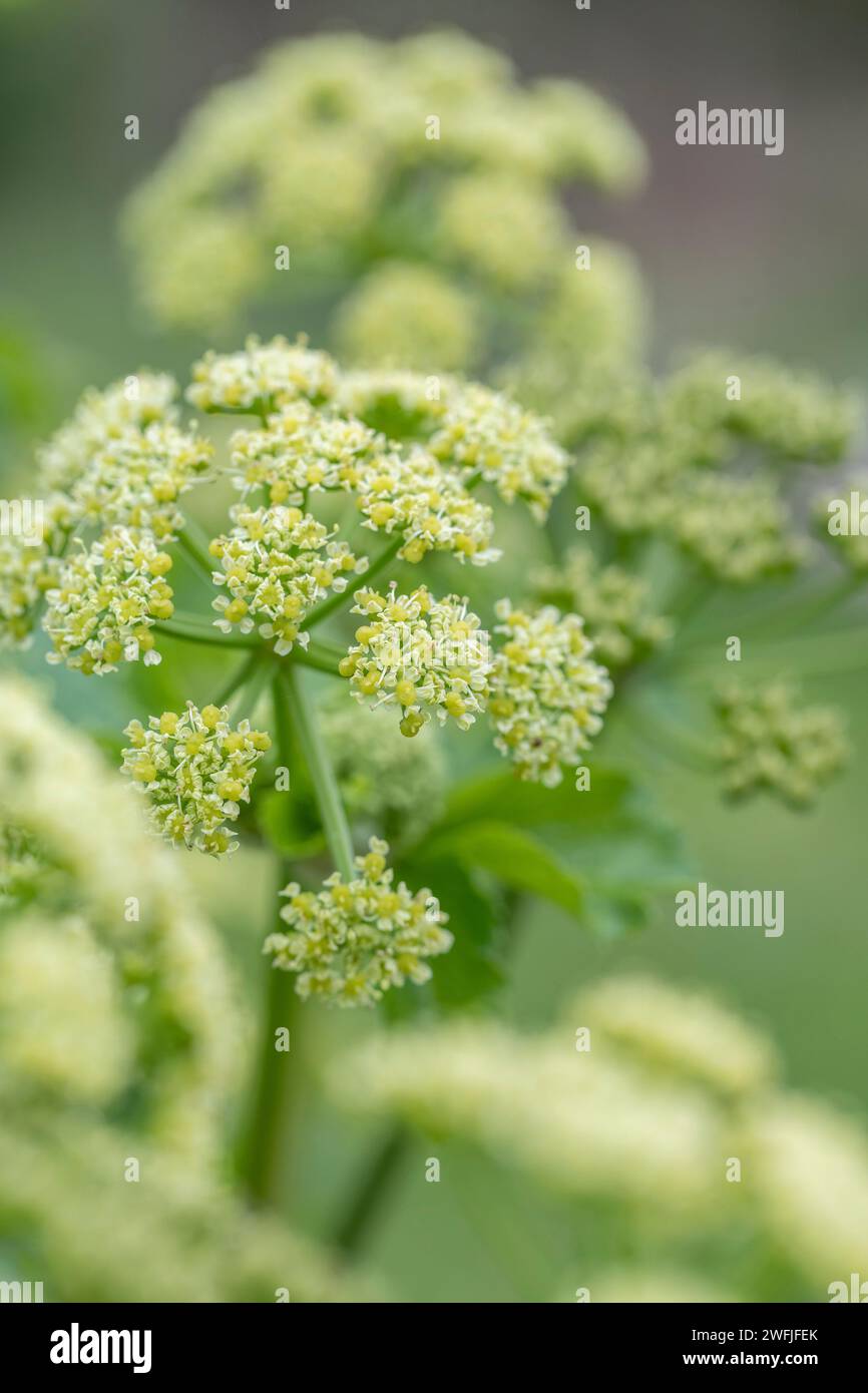 Alexanders; Smyrnium olusatrum; in Flower; Großbritannien Stockfoto