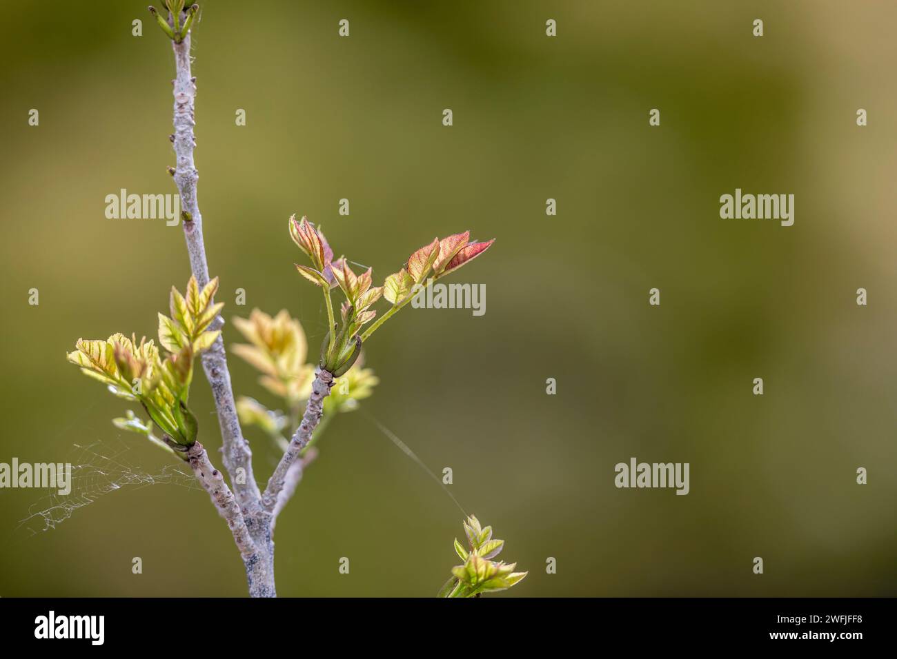Esche; Fraxinus excelsior; Blätteröffnung; UK Stockfoto