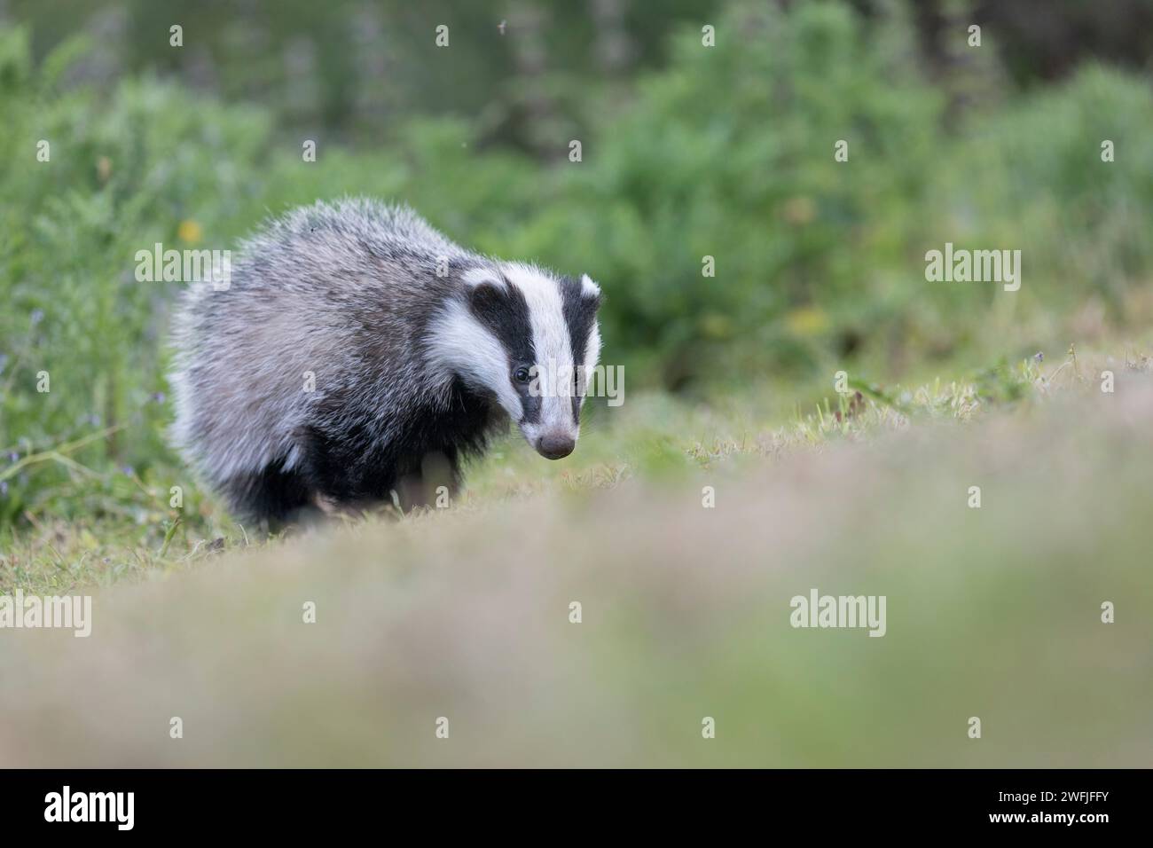 Badger; Meles meles; Cub; UK Stockfoto