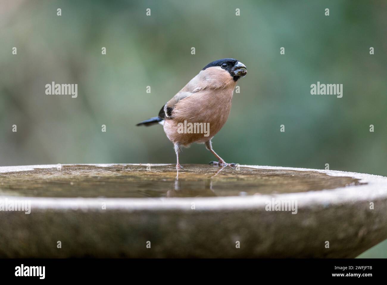 Bullfinch; Pyrrhula pyrrhula; weiblich; at Bird Bath; UK Stockfoto