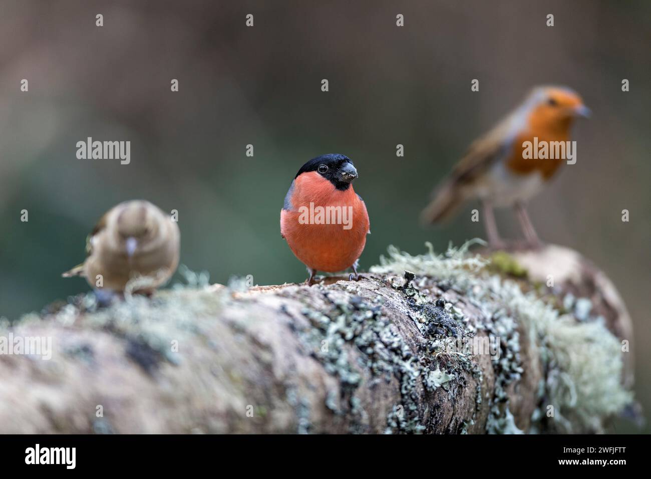 Bullfinch; Pyrrhula pyrrhula; männlich; UK Stockfoto