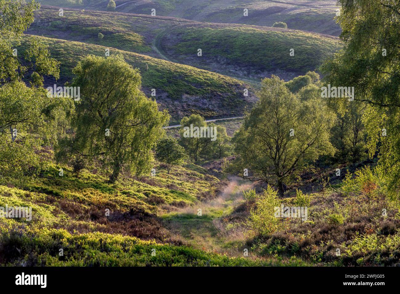 Cannock Chase; Heath of Sherbrook Valley; Staffordshire; Großbritannien Stockfoto