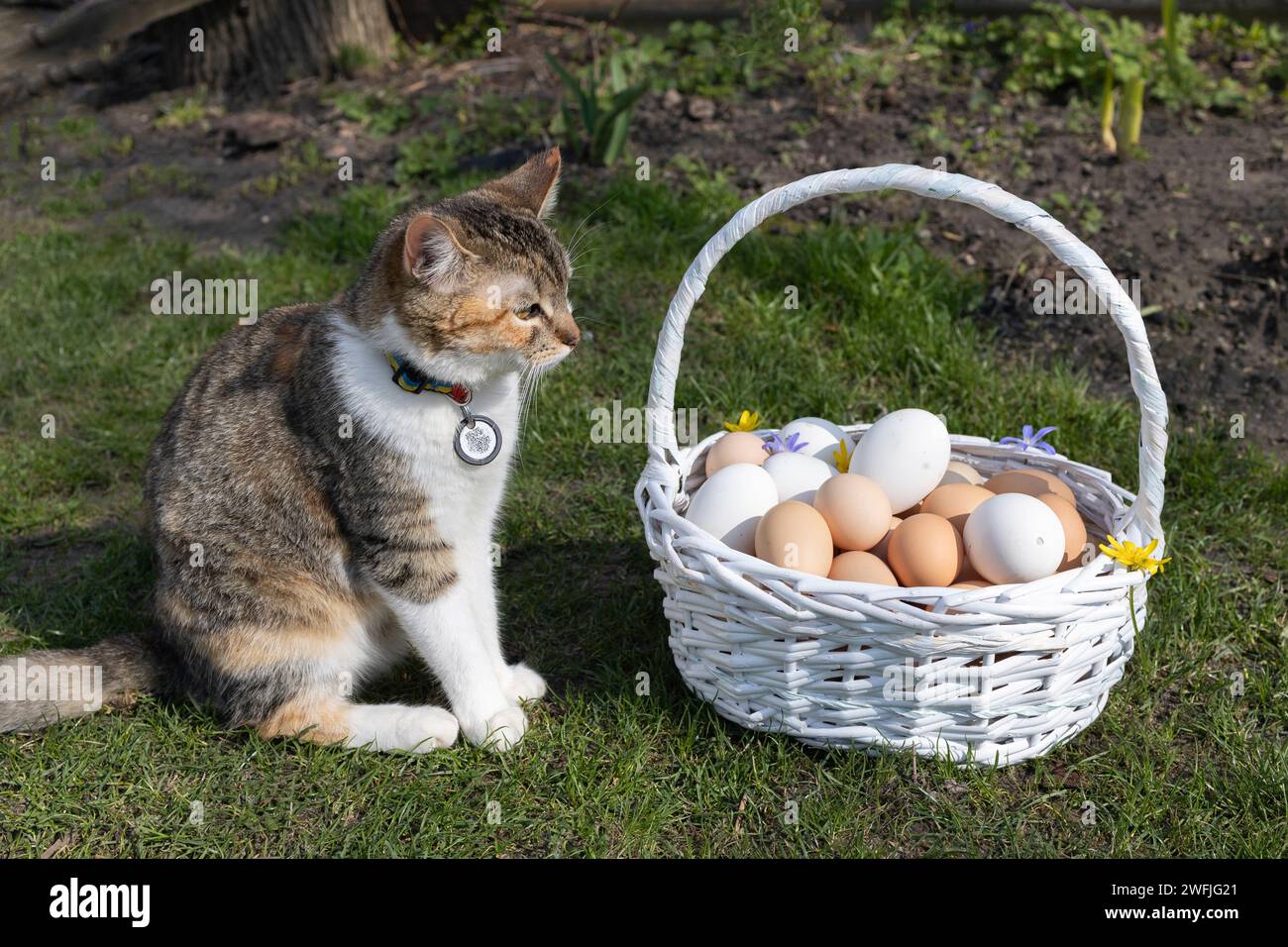 Mehrere Dutzend frisch gesammelte Hühnereier in einem Korb auf dem Gras, eine gemischte Hauskatze sitzt in der Nähe. Ostervorbereitung. Flauschig Stockfoto