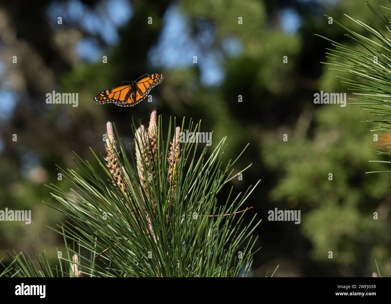 Monarch Schmetterling fliegt über Kiefer. Monarch Butterfly Sanctuary, Pacific Grove, Kalifornien, USA. Bokeh, unscharfer Hintergrund. Stockfoto