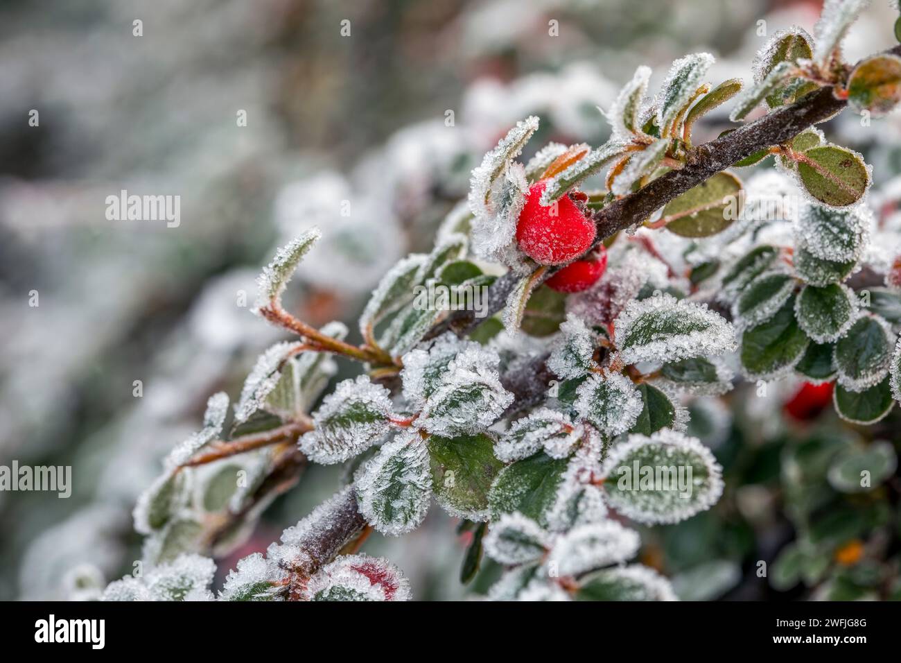 Cotoneaster; in Frost; Großbritannien Stockfoto
