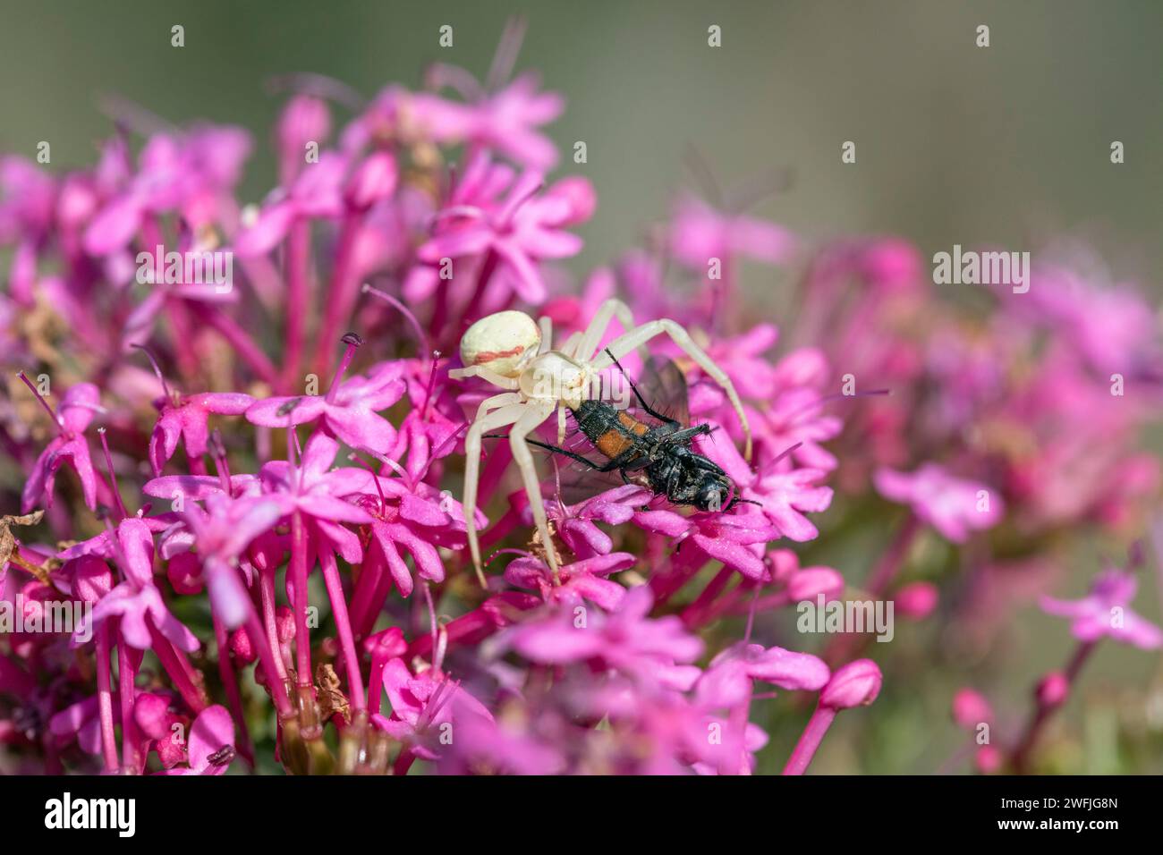 Crab Spider; Sp.Thomisidae; mit Beute; UK Stockfoto