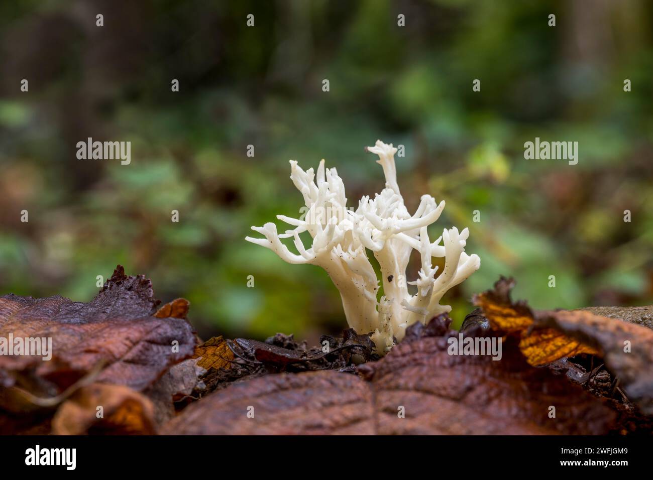 Weißer Korallenpilz; Clavulina cristata; Vereinigtes Königreich Stockfoto