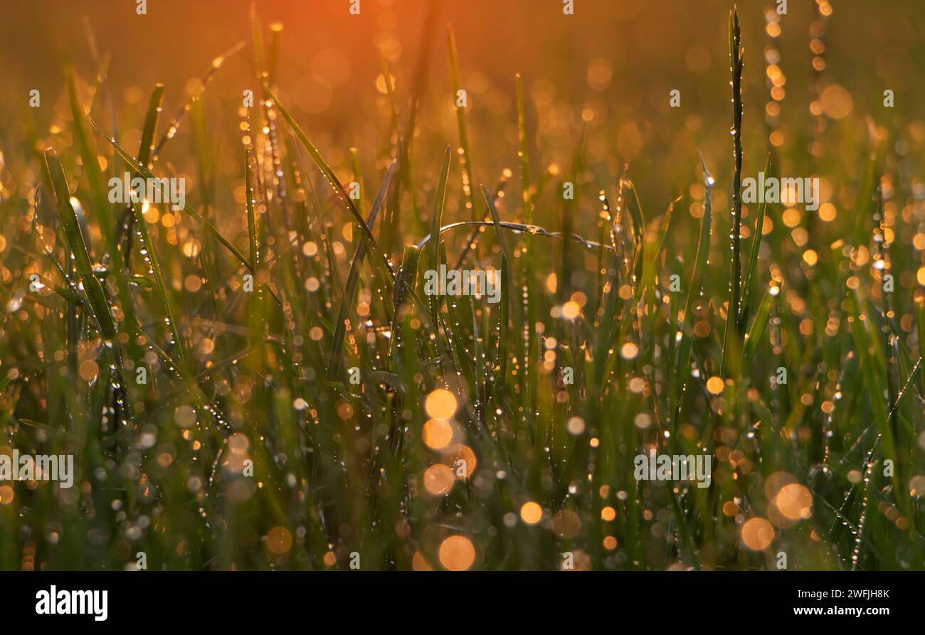 Natürlicher Hintergrund von Gras mit Tautropfen bei Sonnenuntergang. Wassertropfen nach Regen auf dem Gras, beleuchtet von den Sonnenstrahlen. Stockfoto