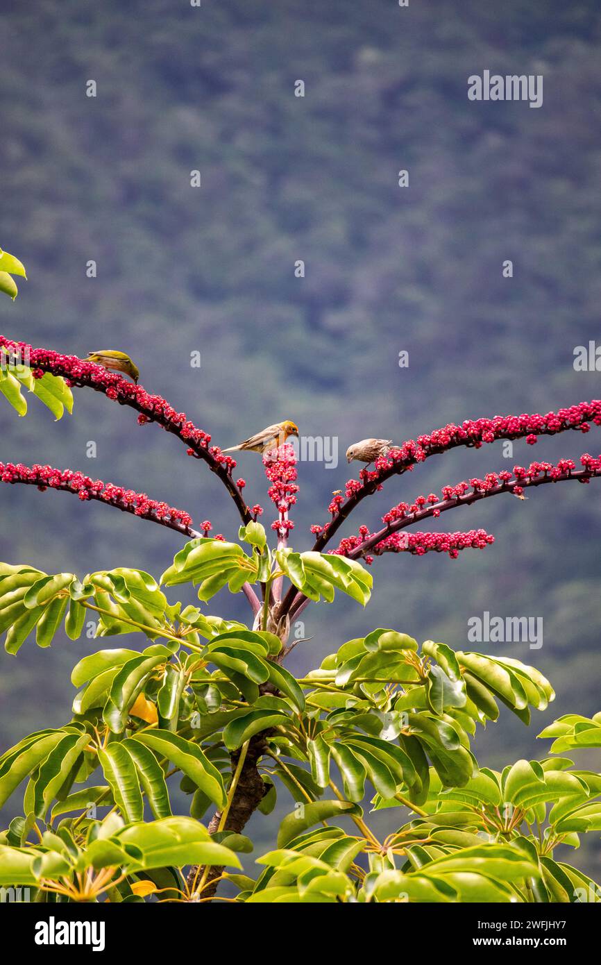 Die Vögel sitzen auf den Blumen eines Umbreals Stockfoto