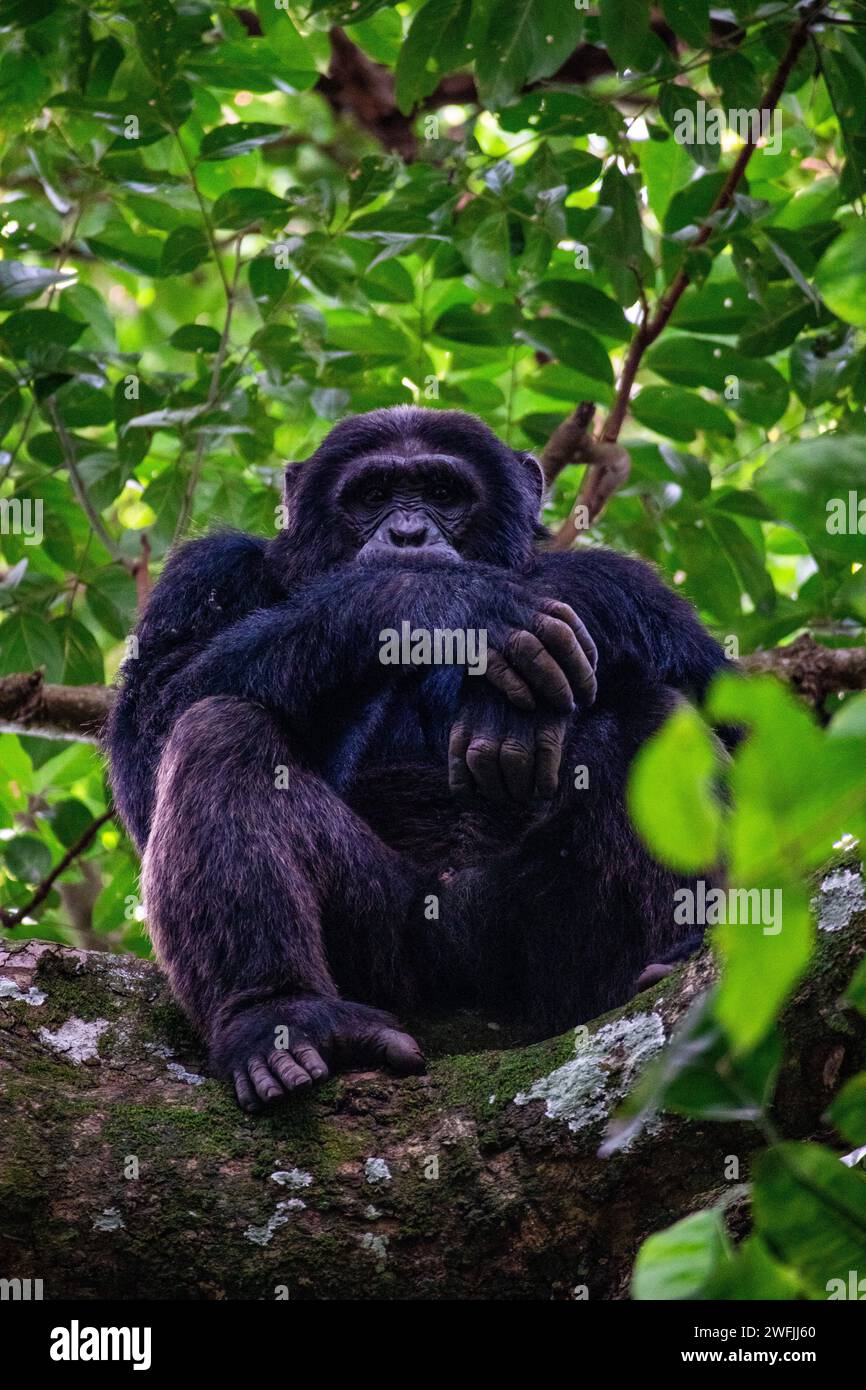 Ein männlicher Schimpanse, der auf einem Ast sitzt und die Arme überkreuzt hat - Ugand Stockfoto