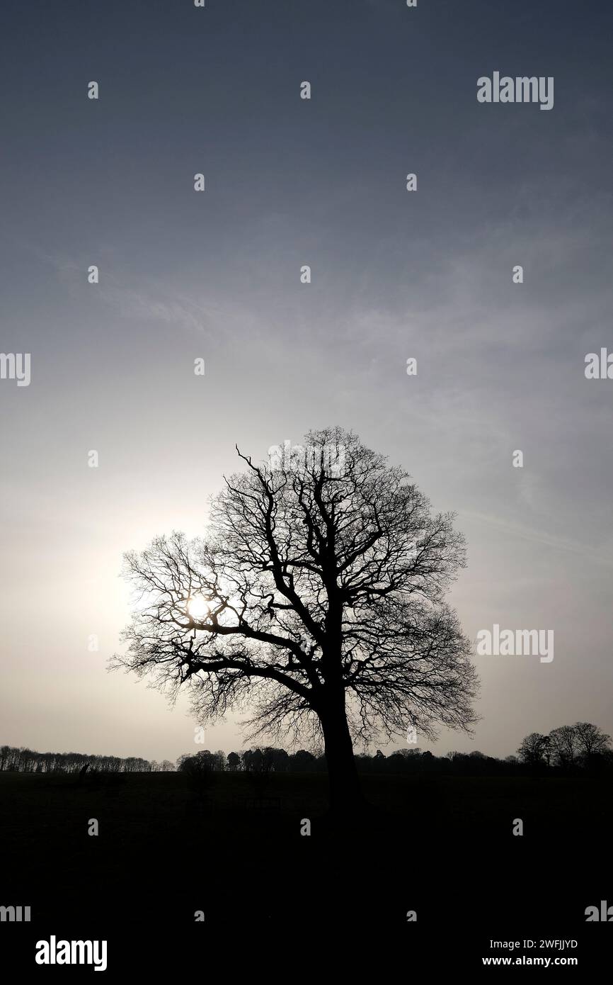 Silhouette eines Baumes auf grauem Himmelhintergrund Stockfoto