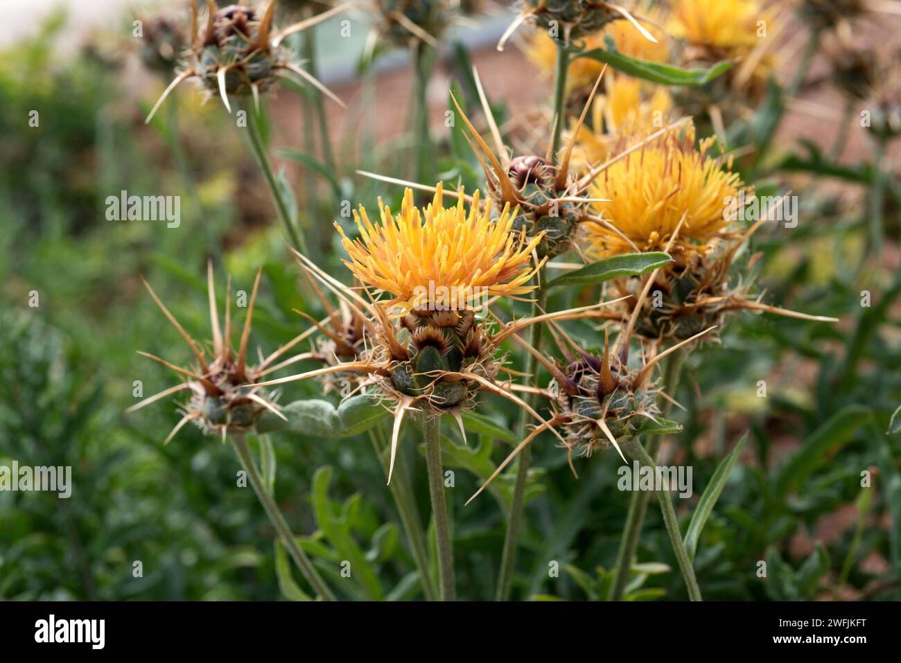 Centaurea kunkelii Fotos und Bildmaterial in hoher Auflösung Alamy