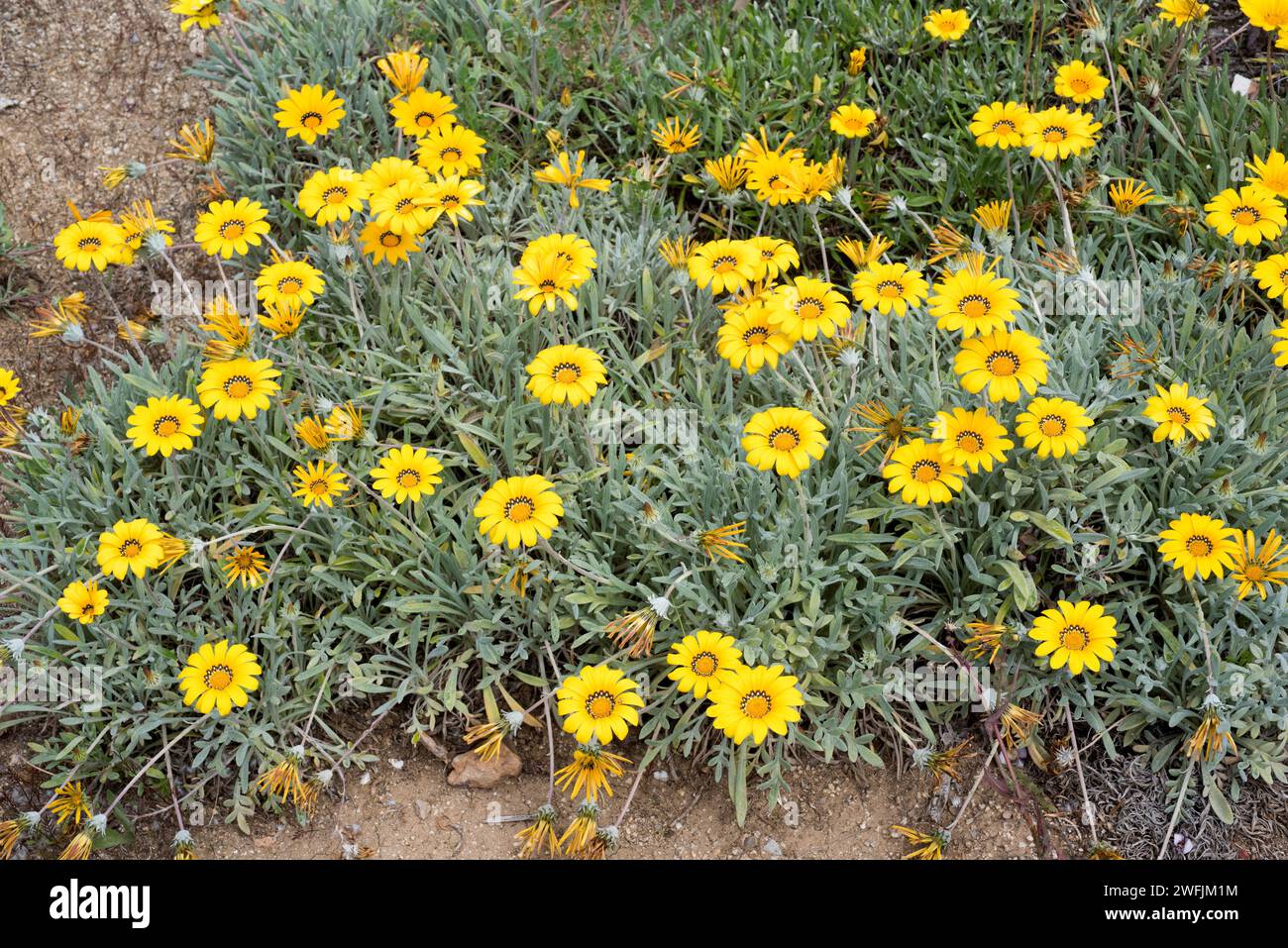 Die Schatzblume (Gazania rigens oder Gazania splendens) ist ein mehrjähriges Kraut (in gemäßigten Regionen), das im südlichen Afrika beheimatet ist. Blühende Pflanze. Stockfoto