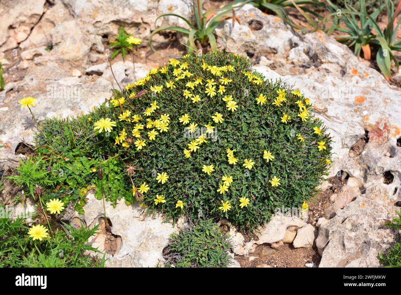 Socarrell (Launaea cervicornis) ist ein Stachelstrauch, der an den Küsten Mallorcas und Menorcas endemisch ist. Dieses Foto wurde in Cap Cavalleria, Menorca, Balearen Island aufgenommen Stockfoto