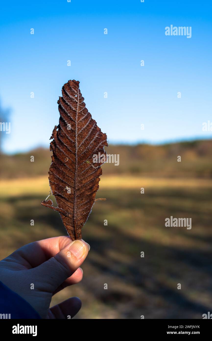 Eine Hand, die ein frostiges braunes Blatt vor einem klaren blauen Himmel und einer natürlichen Landschaft hält. Stockfoto