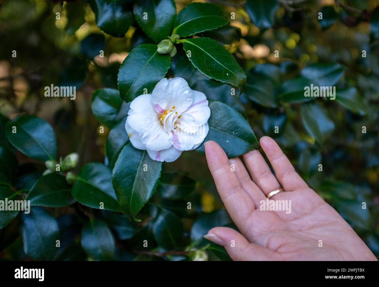 Eine weiße Kamelia japonica blüht im Winter Sussex, England Großbritannien Stockfoto