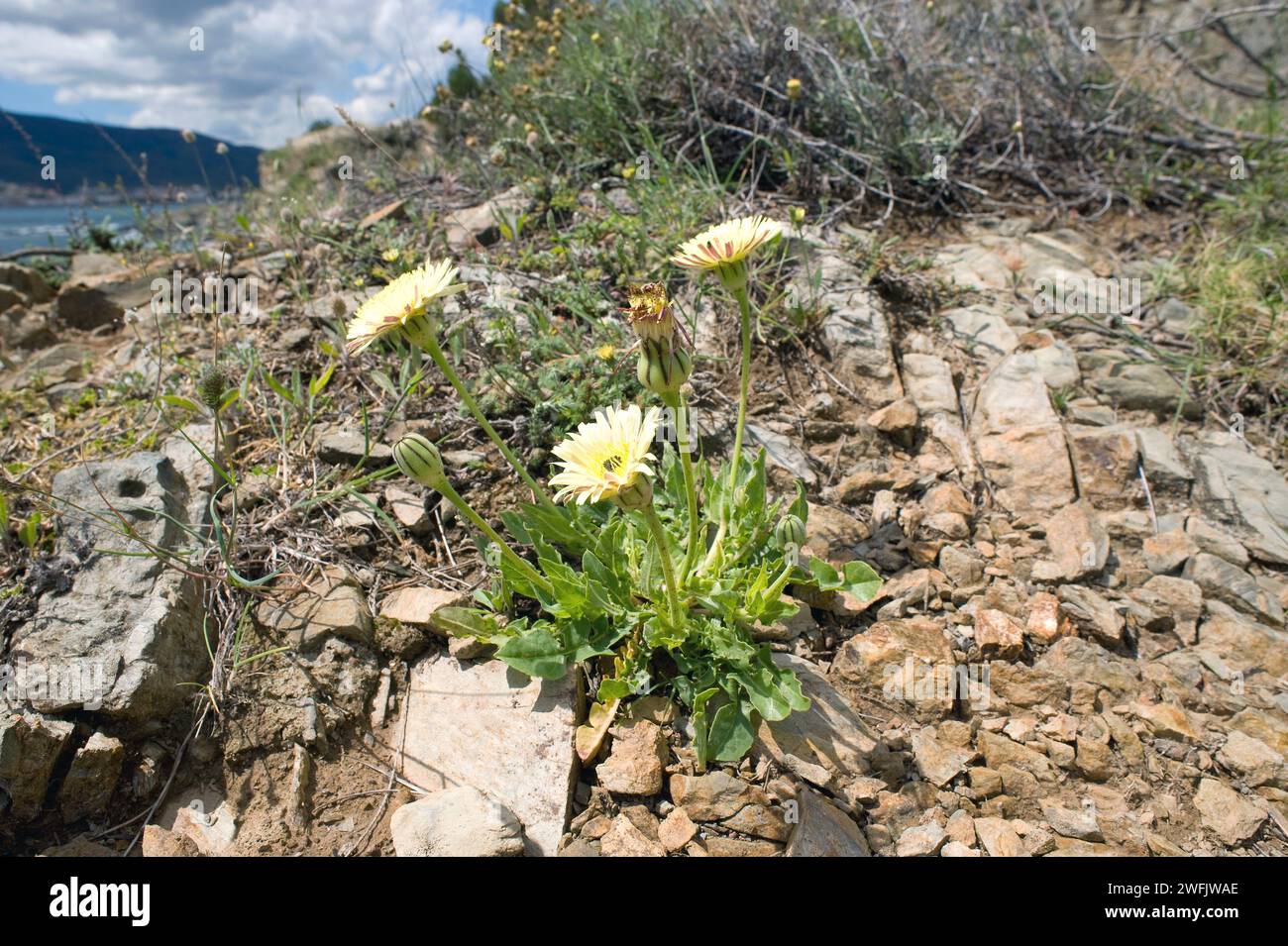 Glattes goldenes Vlies (Urospermum dalechampii) ist ein mehrjähriges Kraut, das im zentralen und westlichen Mittelmeerbecken beheimatet ist. Dieses Foto wurde in Cap Ras aufgenommen, Stockfoto