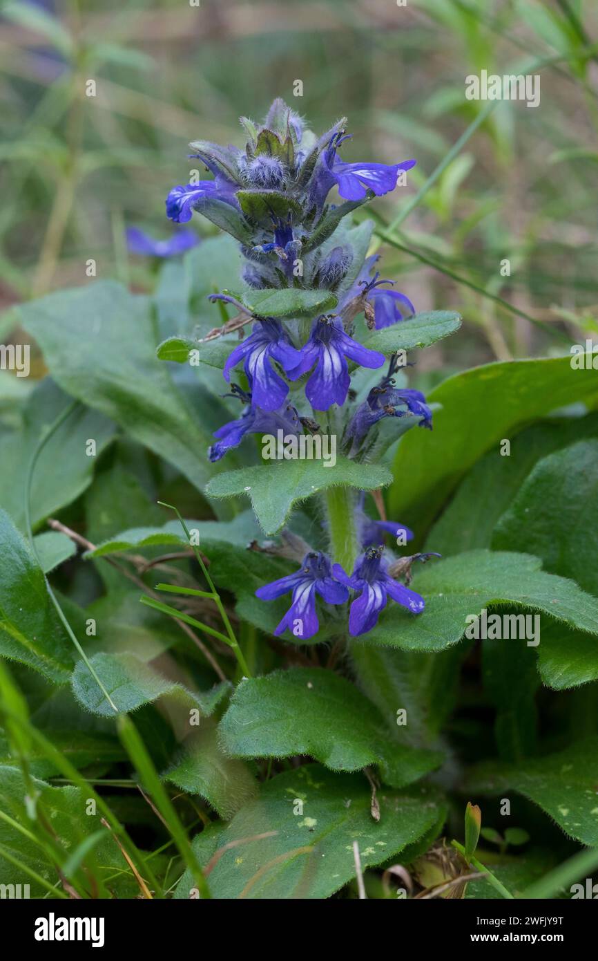 Genfer Günsel, Heide-Günsel, Heidegünsel, Ajuga genevensis, Teppichbügel, aufrechter Bugle, blauer Bugle, Genfer Bugleweed, blauer Bugleweed Stockfoto