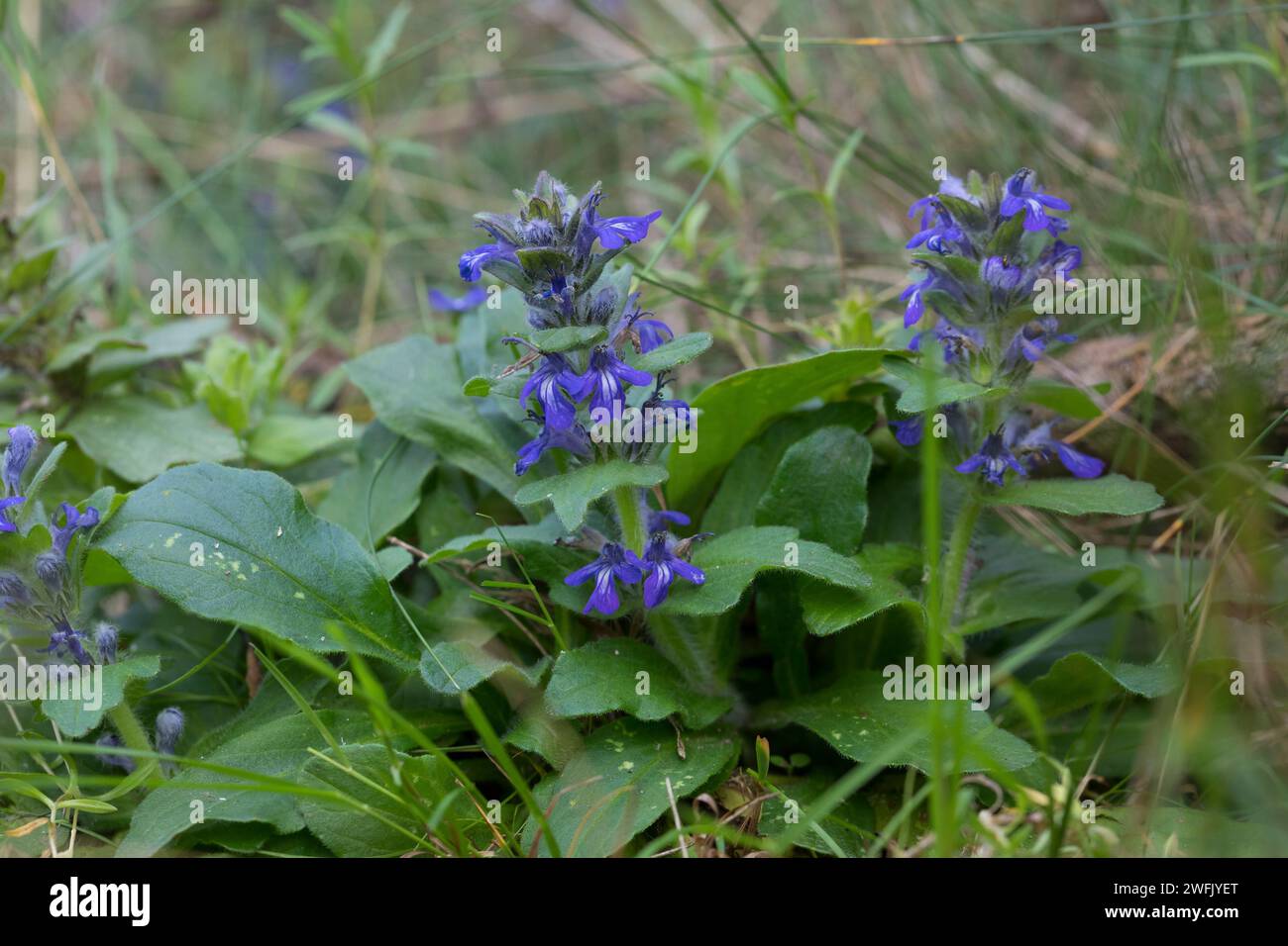 Genfer Günsel, Heide-Günsel, Heidegünsel, Ajuga genevensis, Teppichbügel, aufrechter Bugle, blauer Bugle, Genfer Bugleweed, blauer Bugleweed Stockfoto