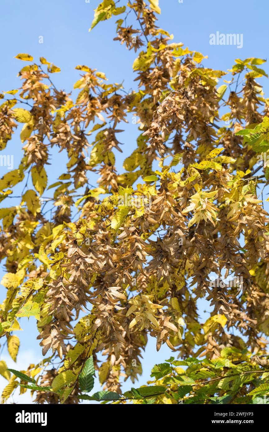 Hainbuche, Gewöhnliche Hainbuche, Weißbuche, Weissbuche, Hain-Buche, Früchte, Carpinus betulus, gemeine Hainbuche, Europäische Hainbuche, Hainbuche, Obst, C Stockfoto