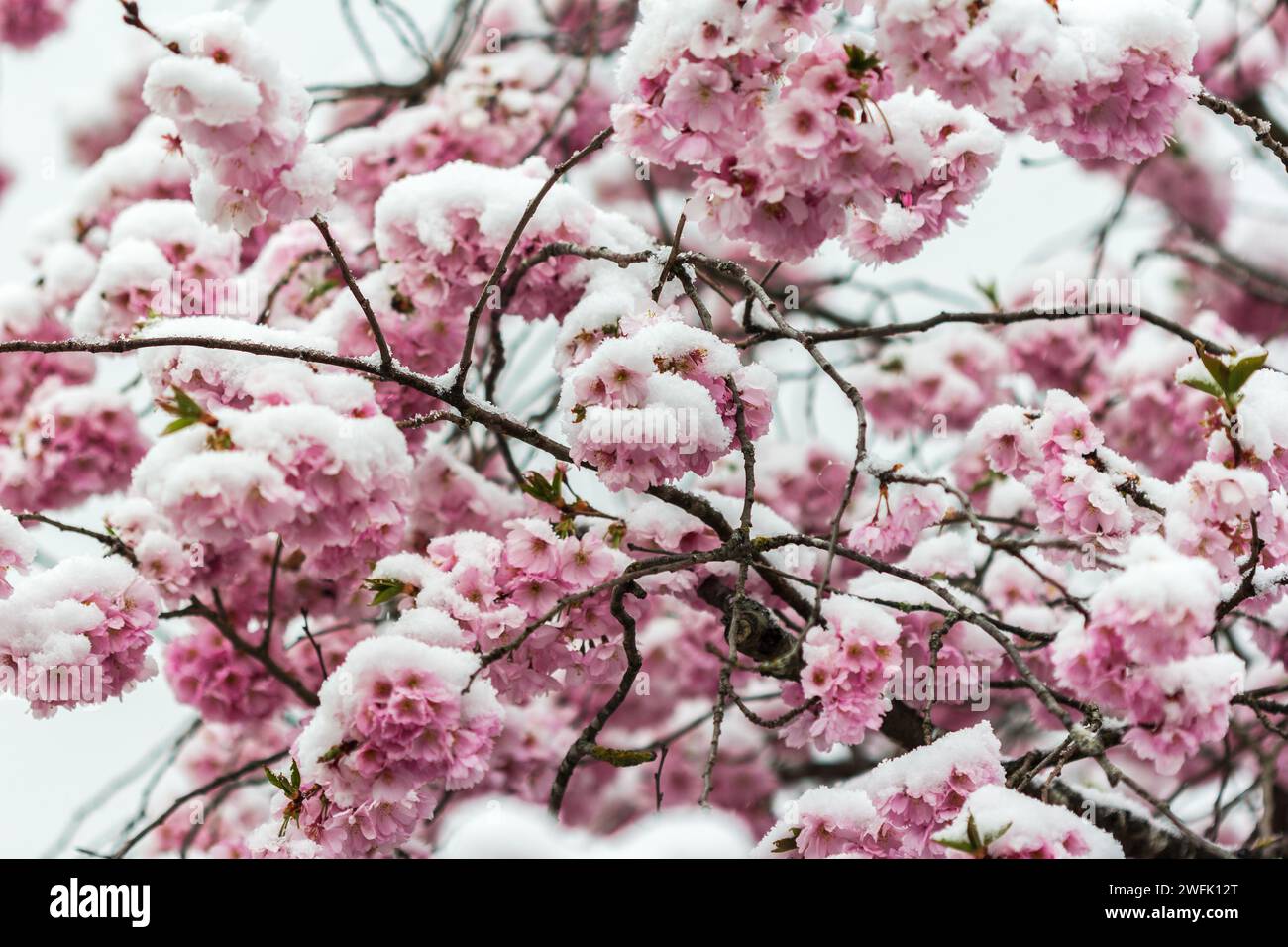 Die jungen Kirschblüten werden im Frühjahr April vom Schnee angegriffen Stockfoto