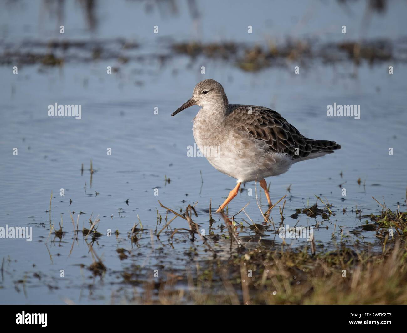Ruff, Calidris pugnax, Single Bird in Water, Kent, Januar 2024 Stockfoto