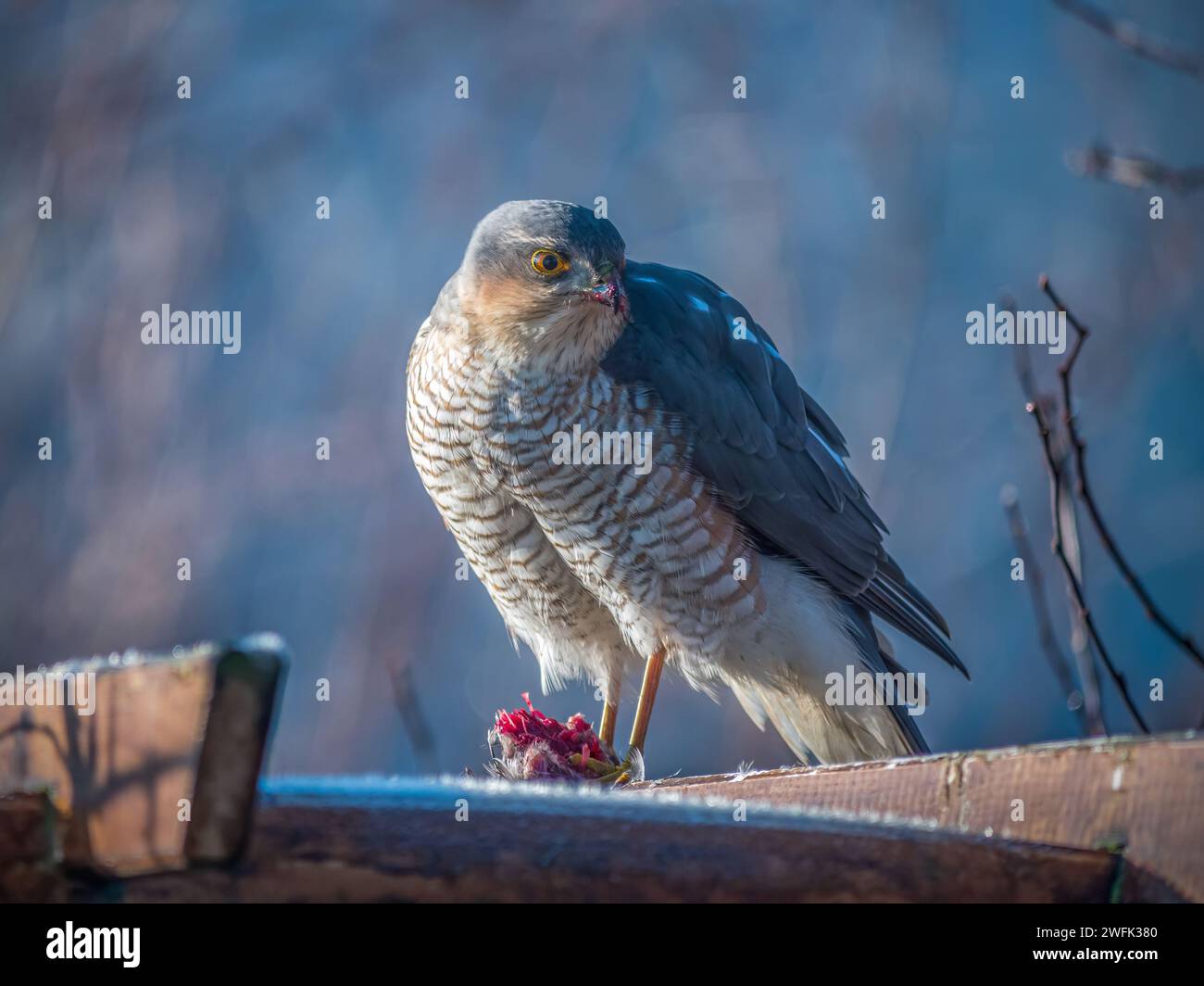 Sparrowhawk sitzt auf Holz und isst den Kill Stockfoto