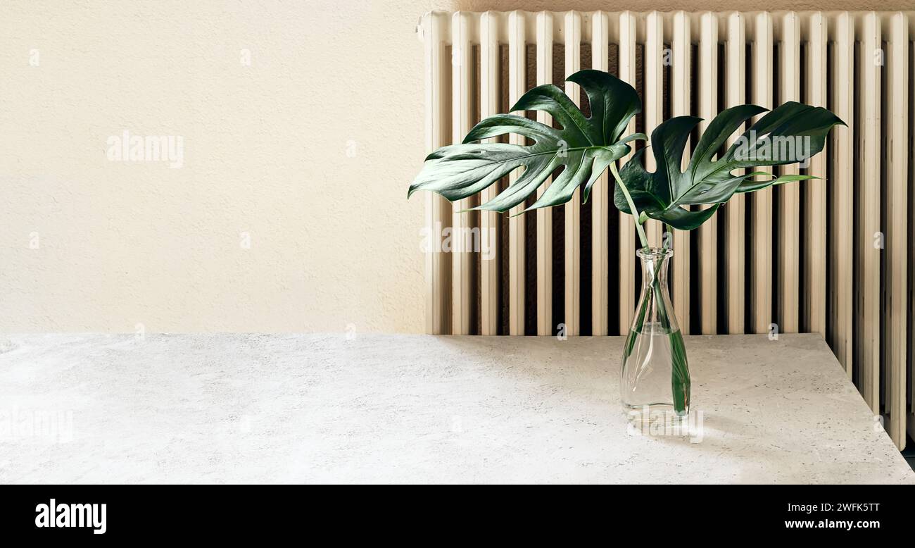 Schöne Blätter der Schweizer Käsepflanze oder Monstera deliciosa in einer transparenten Vase im Inneren auf hellem Hintergrund, Wohnkultur Konzept Stockfoto