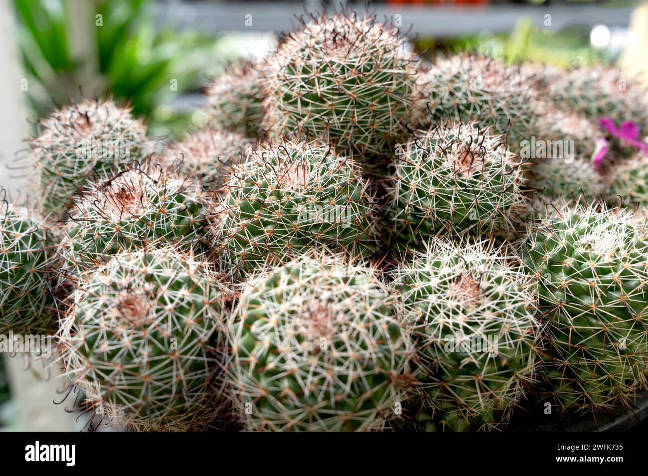 Nahaufnahme von Mammillaria mazatlanensis cactus Stockfoto