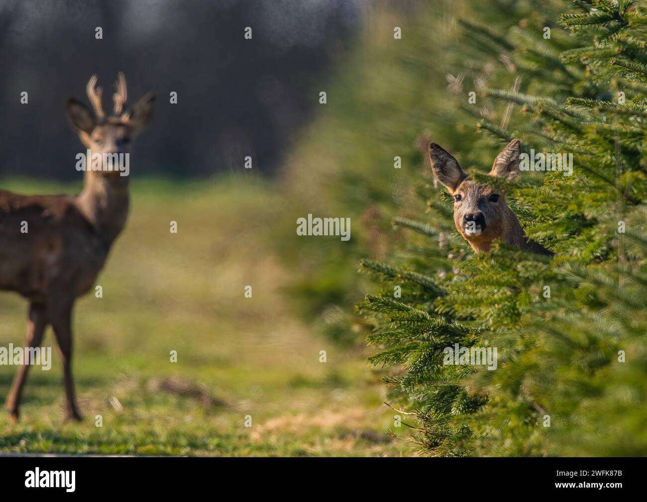 Guck ein Buh, ein weibliches Reh (Capreolus capreolus), das aus den Weihnachtsbäumen blickt, ihr männlicher Partner im Hintergrund. Suffolk, Großbritannien. Stockfoto