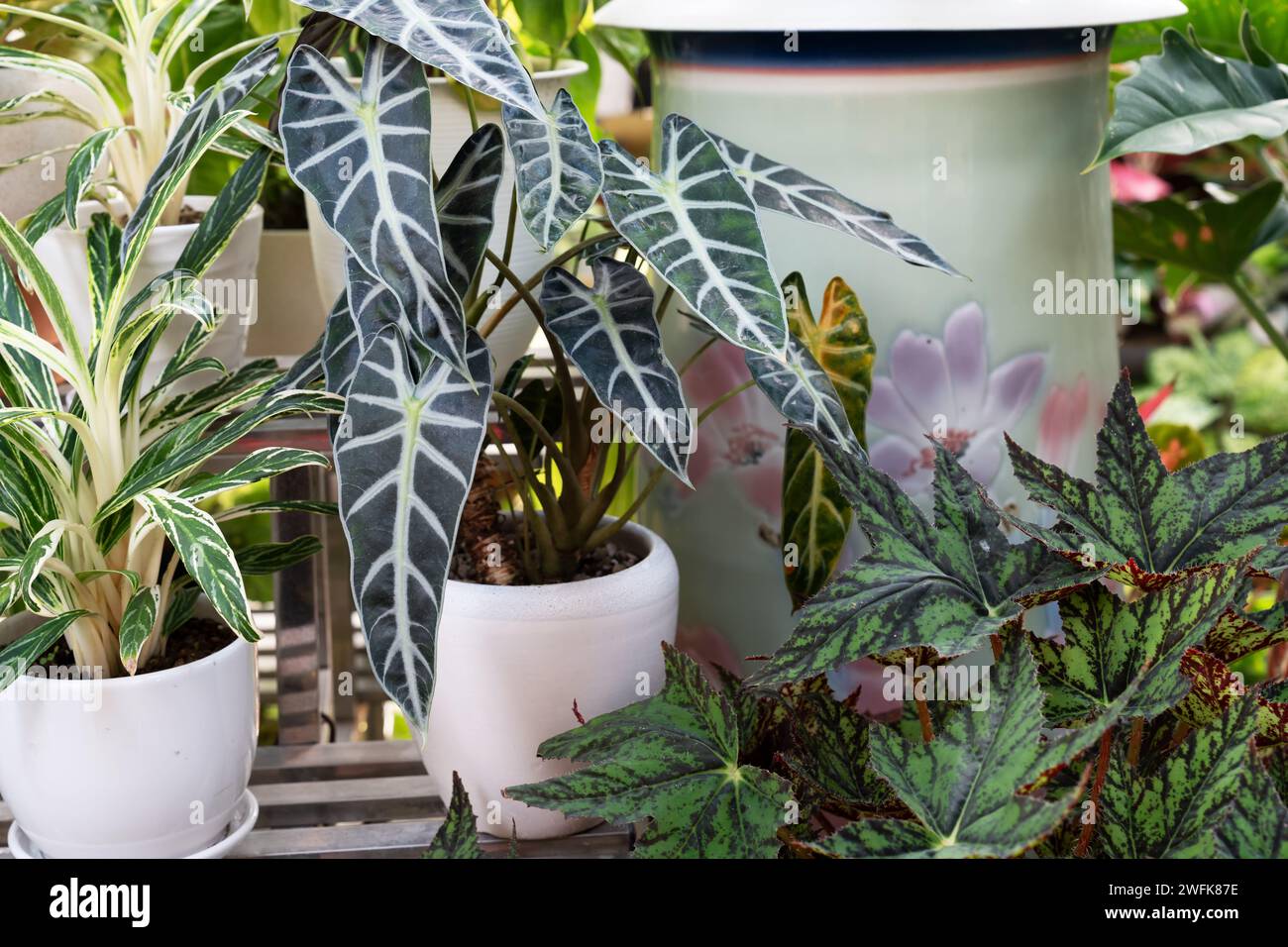 Alocasia Amazonica Topfpflanzen Zimmerpflanze Stockfotografie - Alamy