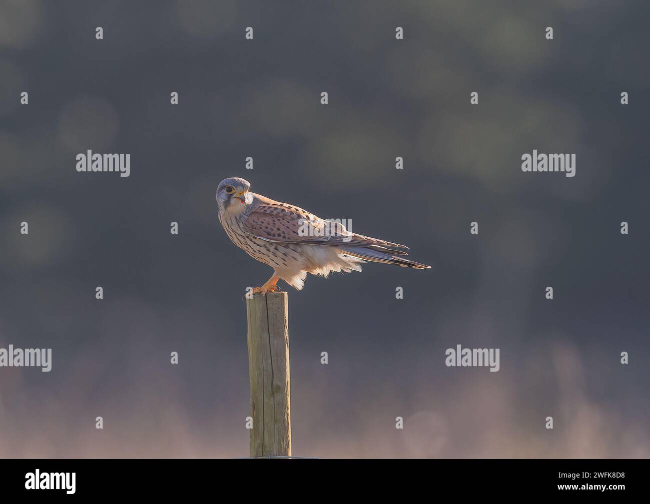 Eine klare Aufnahme eines schönen männlichen Kestrel, der auf einem Posten sitzt und gerade sein Mittagessen gegessen hat. Ein kleines Stück der Wühlmaus noch in seinem Schnabel. Suffolk, Großbritannien. Stockfoto